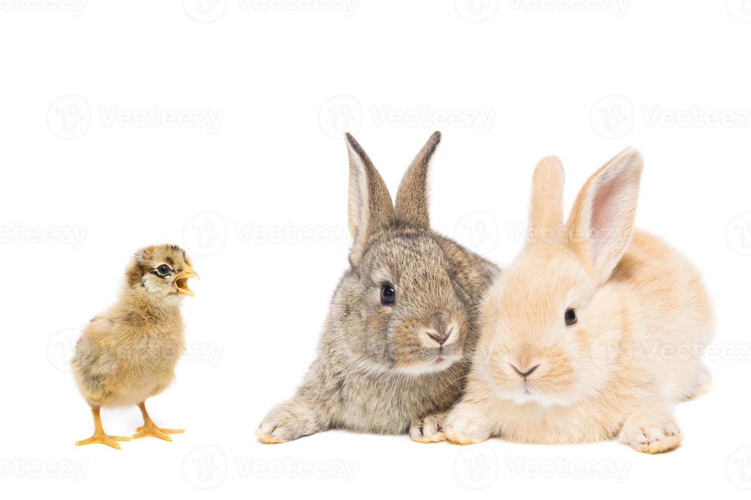 lapin et poulet photo