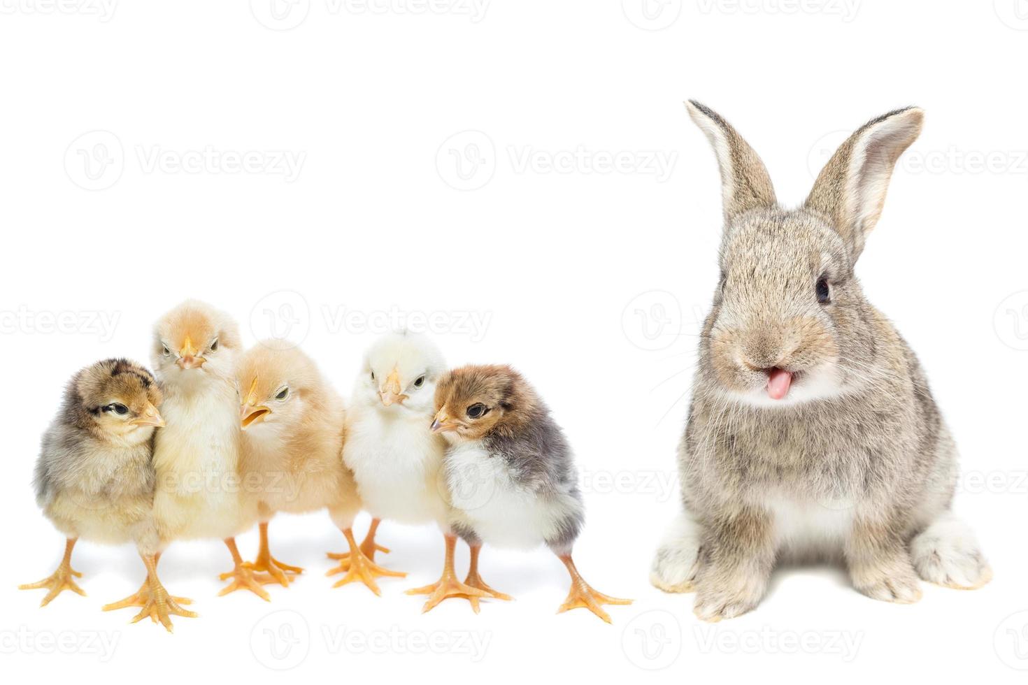 lapin et poulet photo