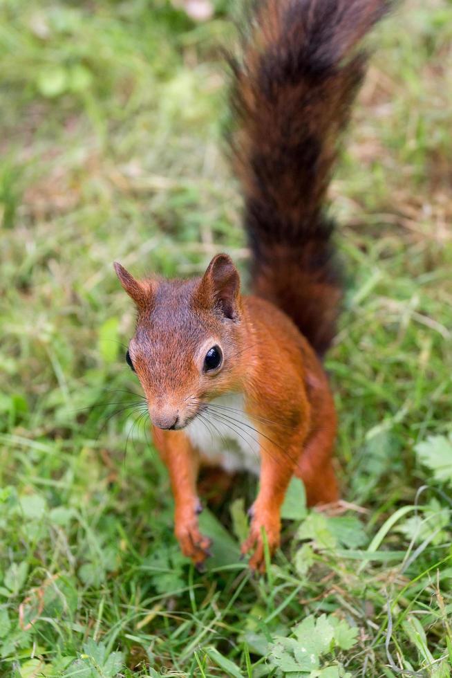 écureuil sur l'herbe photo