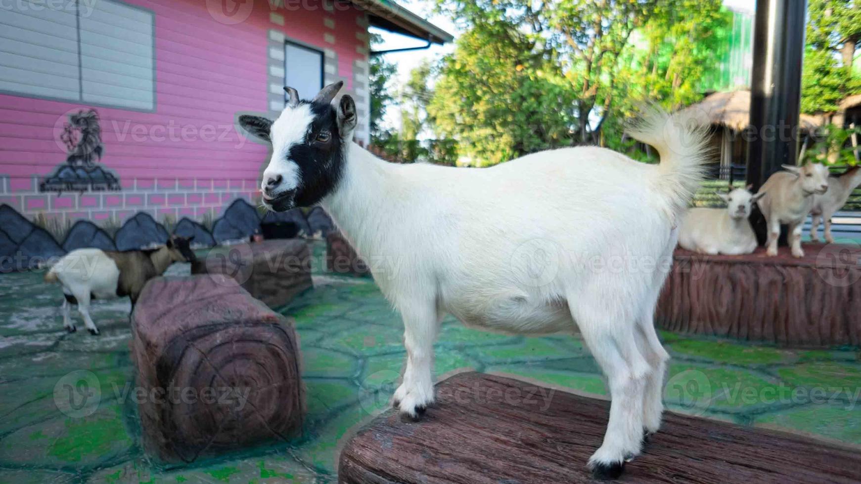 chèvre mignonne debout et assise le corps blanc et les pois noirs regardent la caméra photo