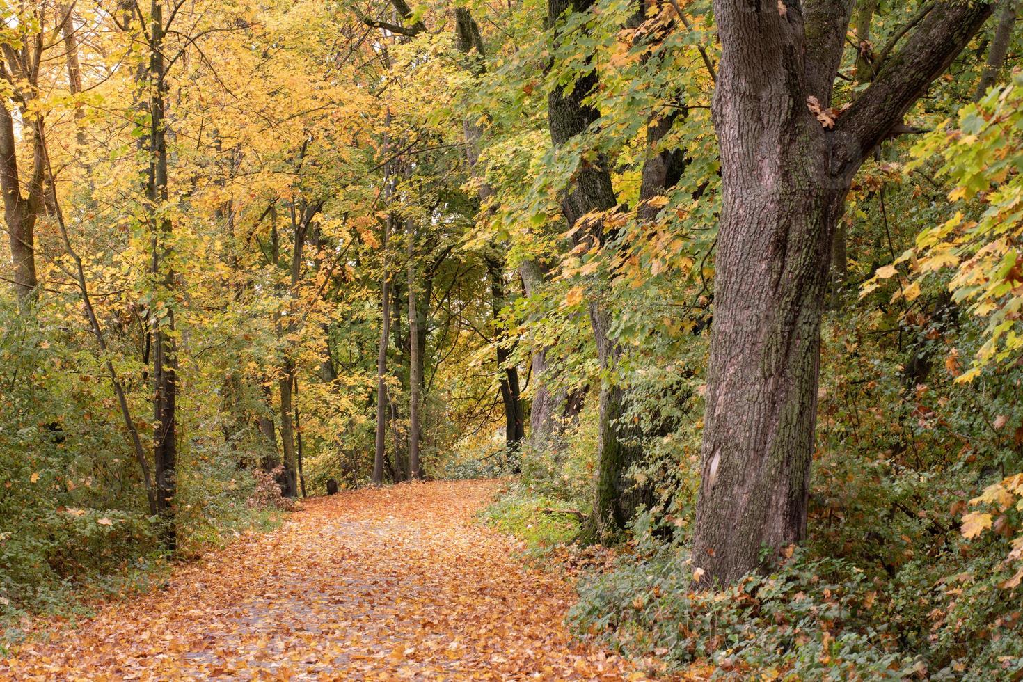 en automne, un chemin à travers la forêt est parsemé de nombreuses feuilles jaunes. il y a des feuilles mortes sur les arbres. photo