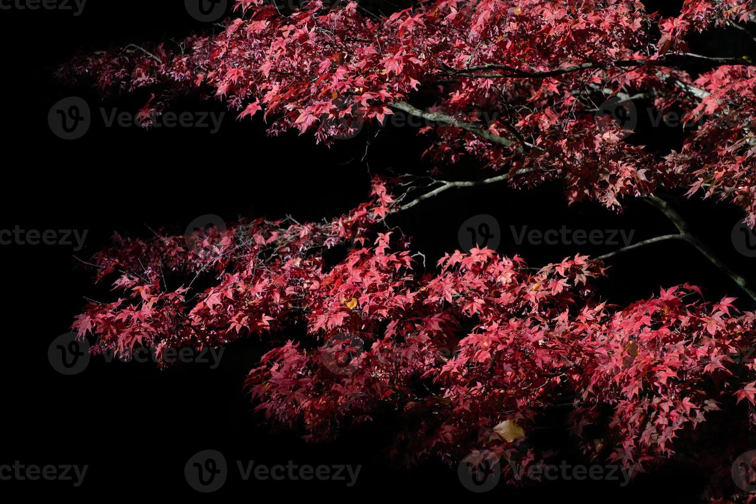 branches d'érable rouge vif en automne, sur un fond sombre dans la nature. photo