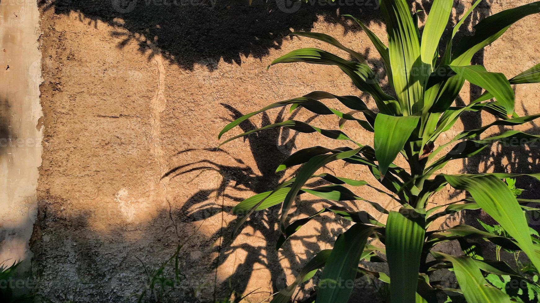 la plante dracena au soleil et contre le mur 02 photo