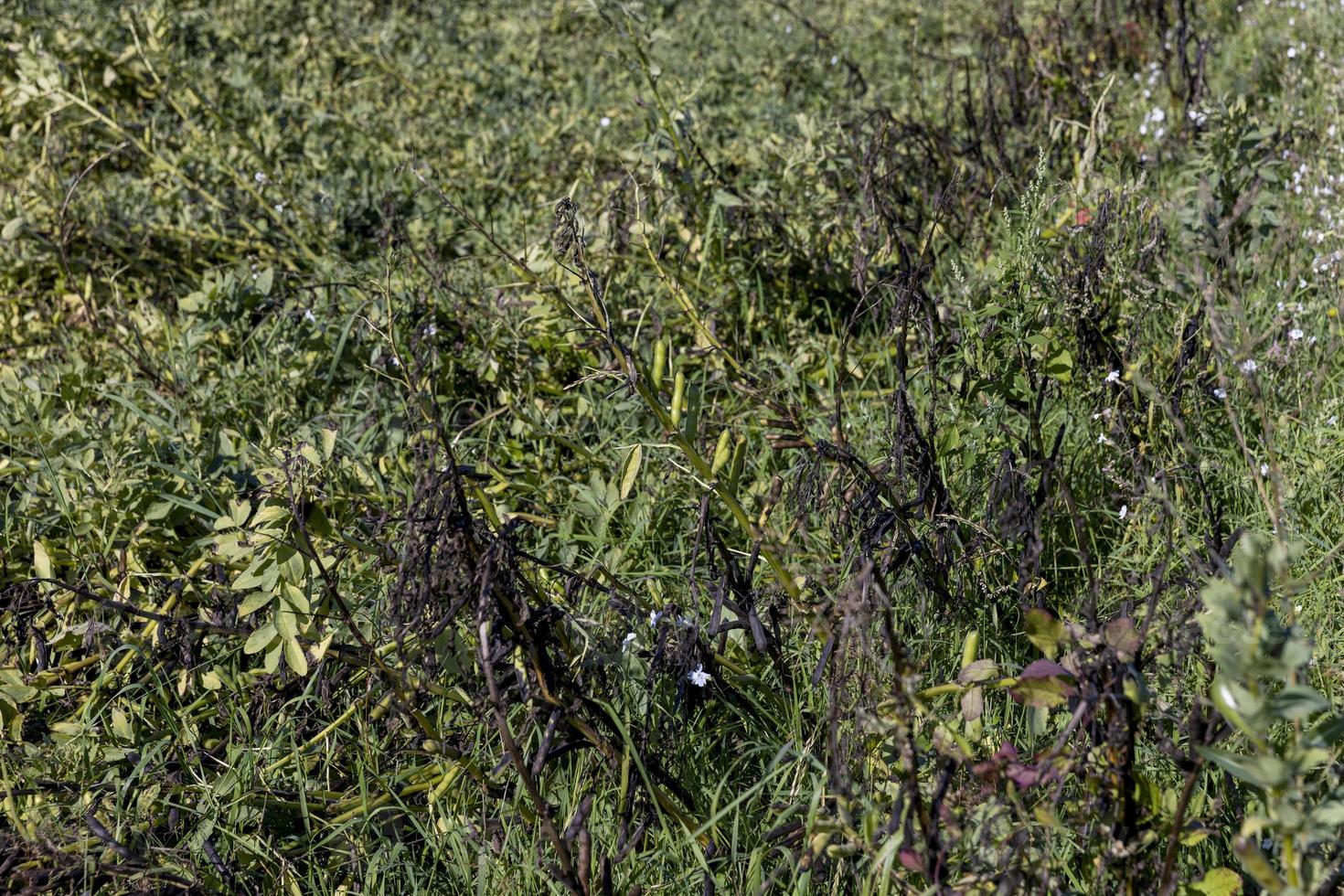 champ agricole avec des haricots verts photo