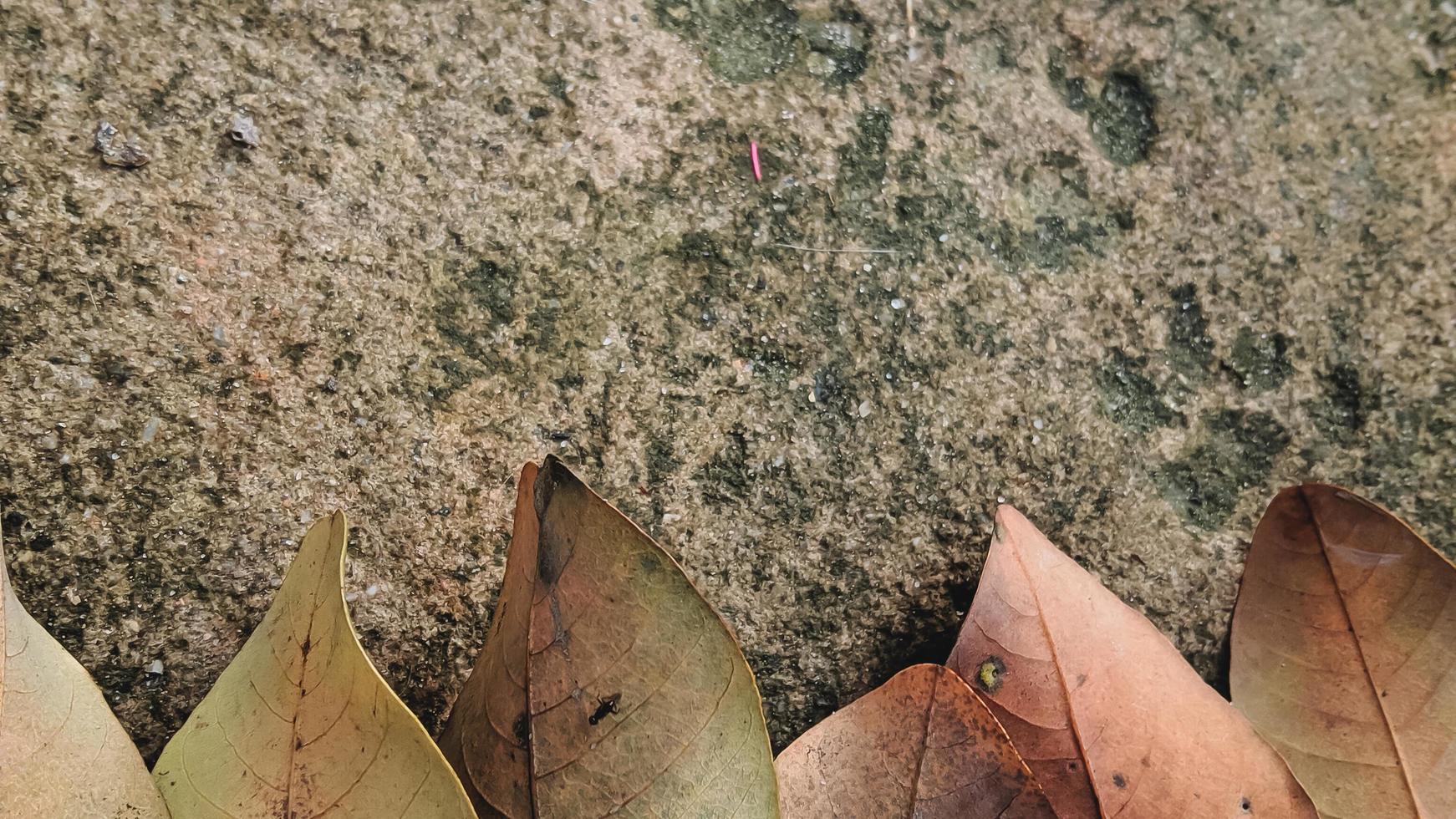 décoration de fond de feuilles sèches sur fond de surface en ciment moussu et rugueux. notion d'automne photo