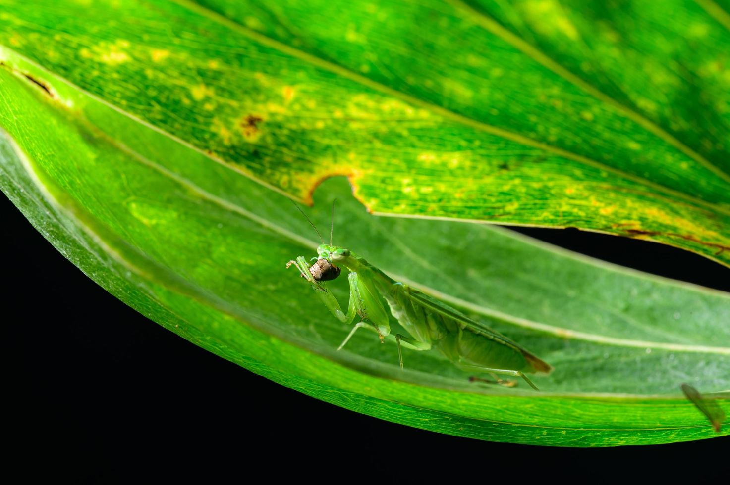 mante religieuse sur les feuilles photo