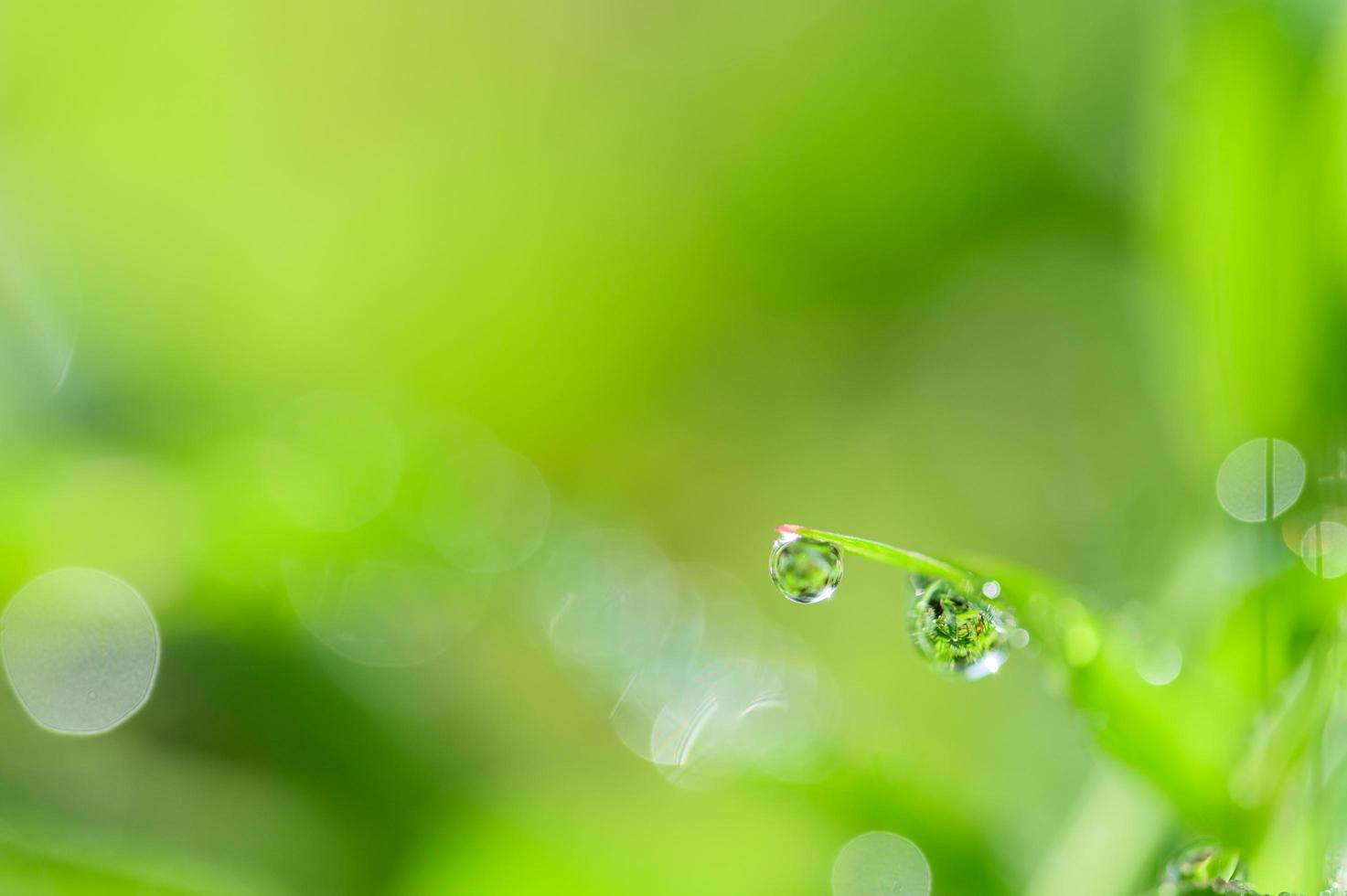 gouttes d'eau sur l'herbe photo