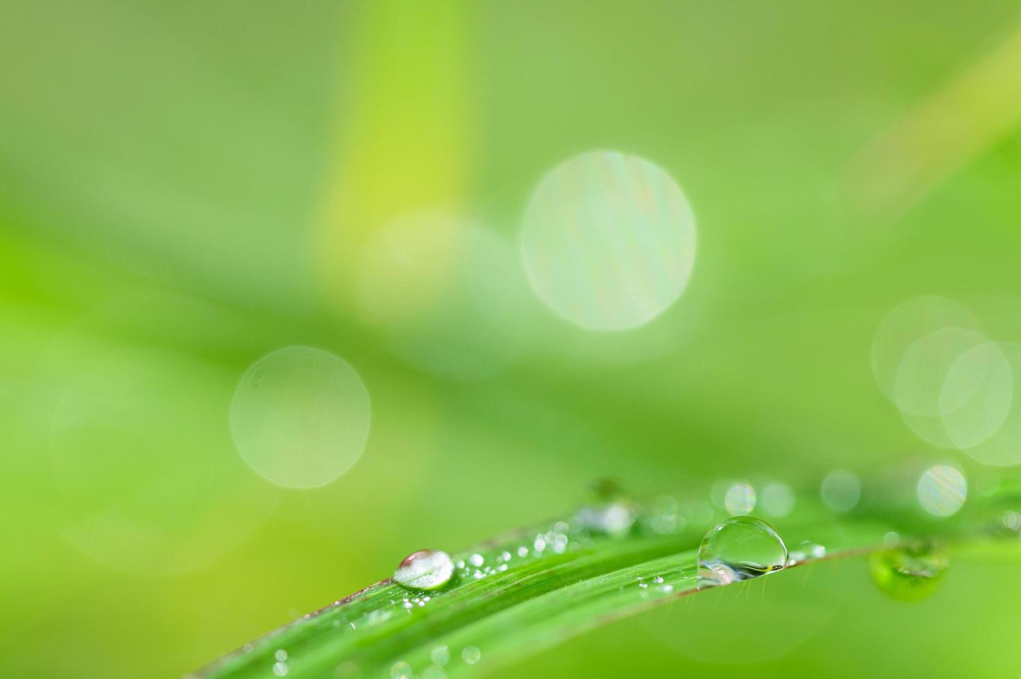 gouttes d'eau sur l'herbe photo