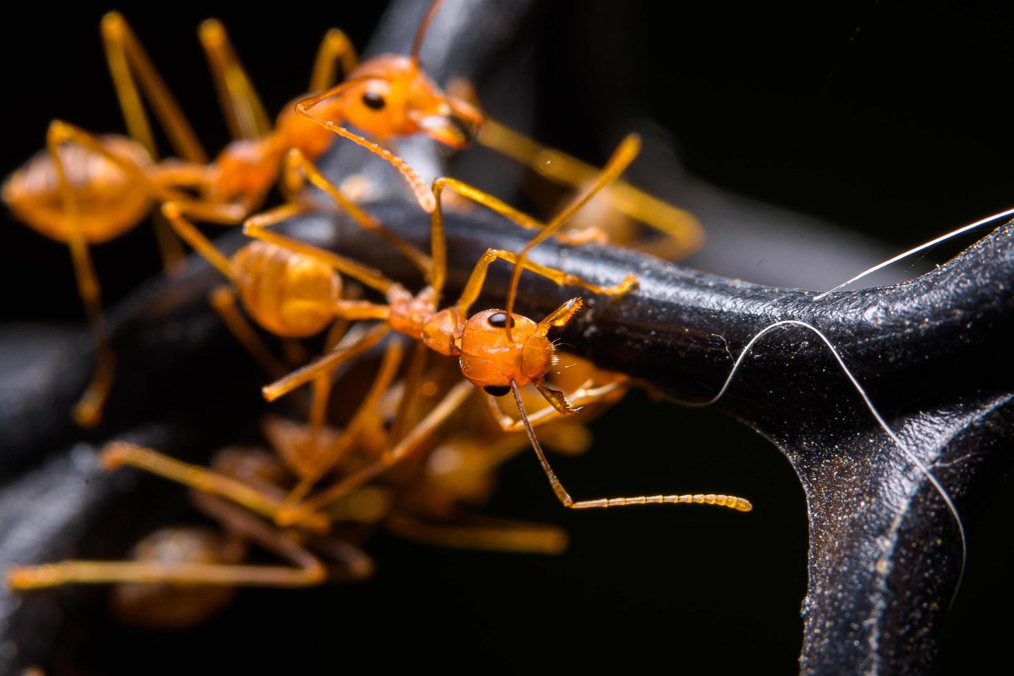 fourmis rouges sur fond noir photo