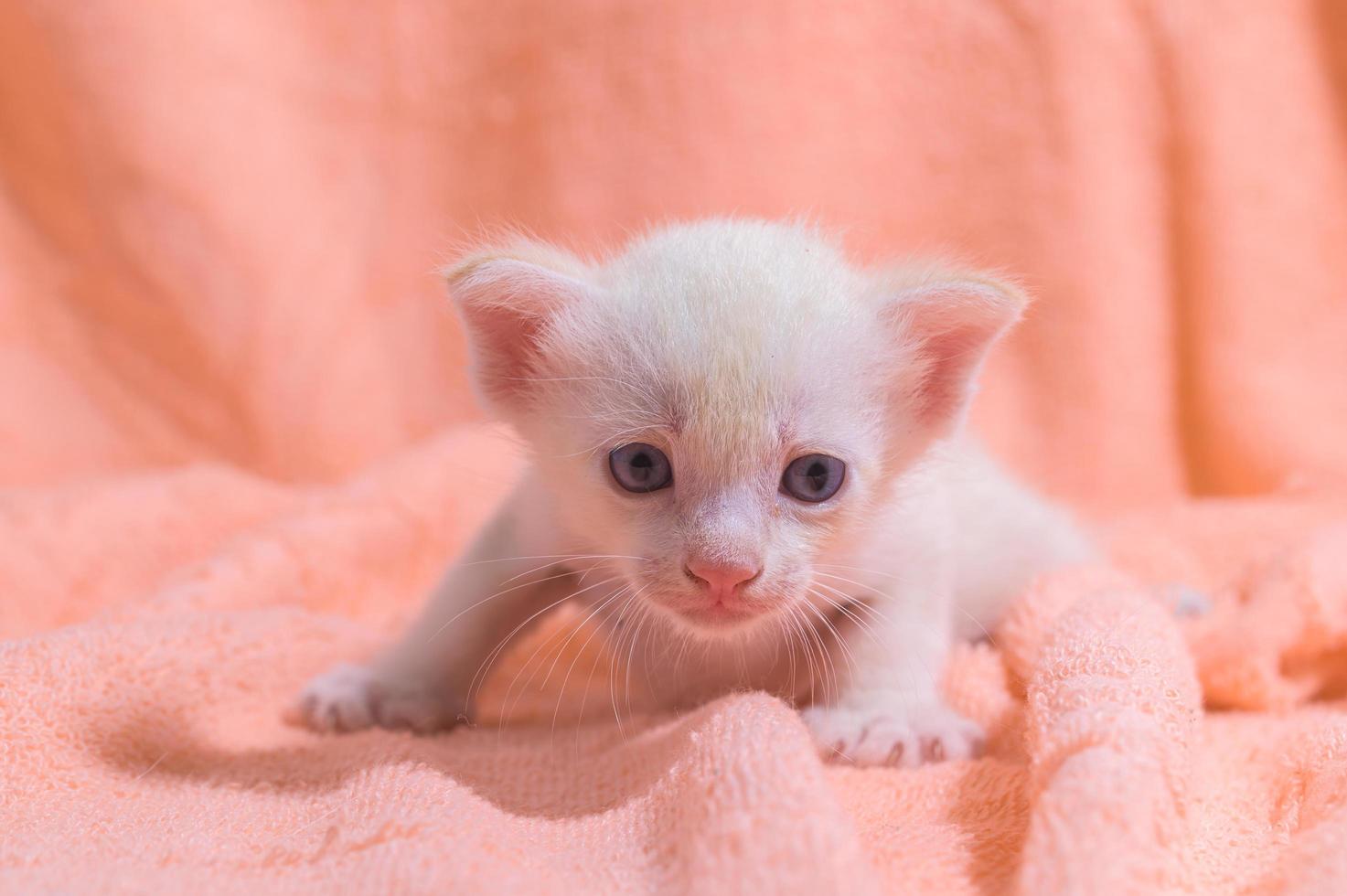 un mignon chaton blanc sur une serviette photo