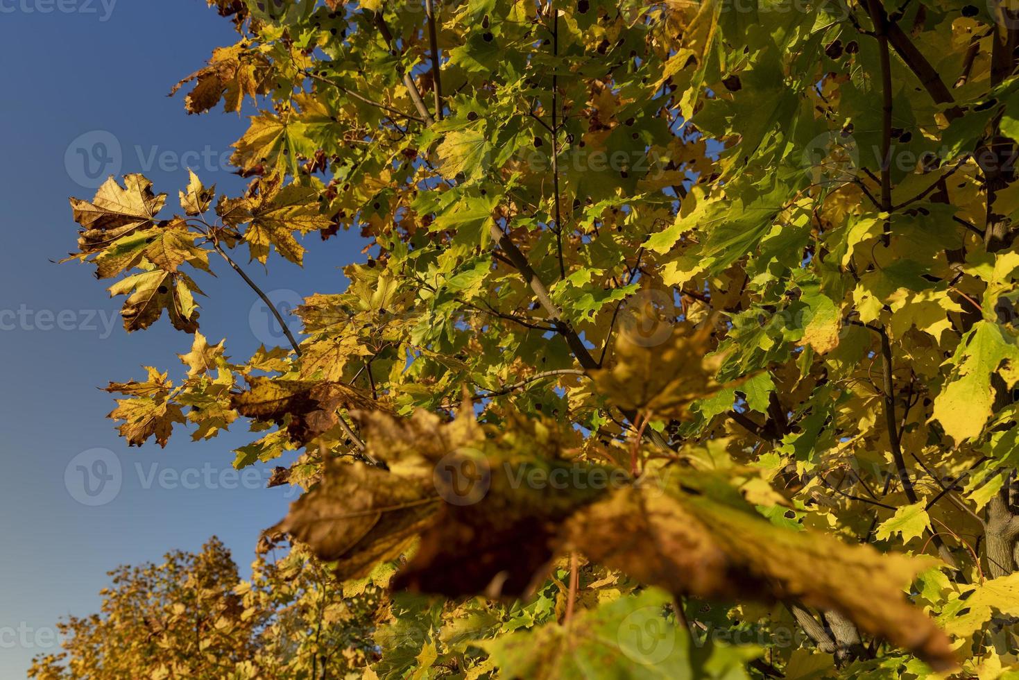 feuillage d'érable jaunissant à l'automne photo