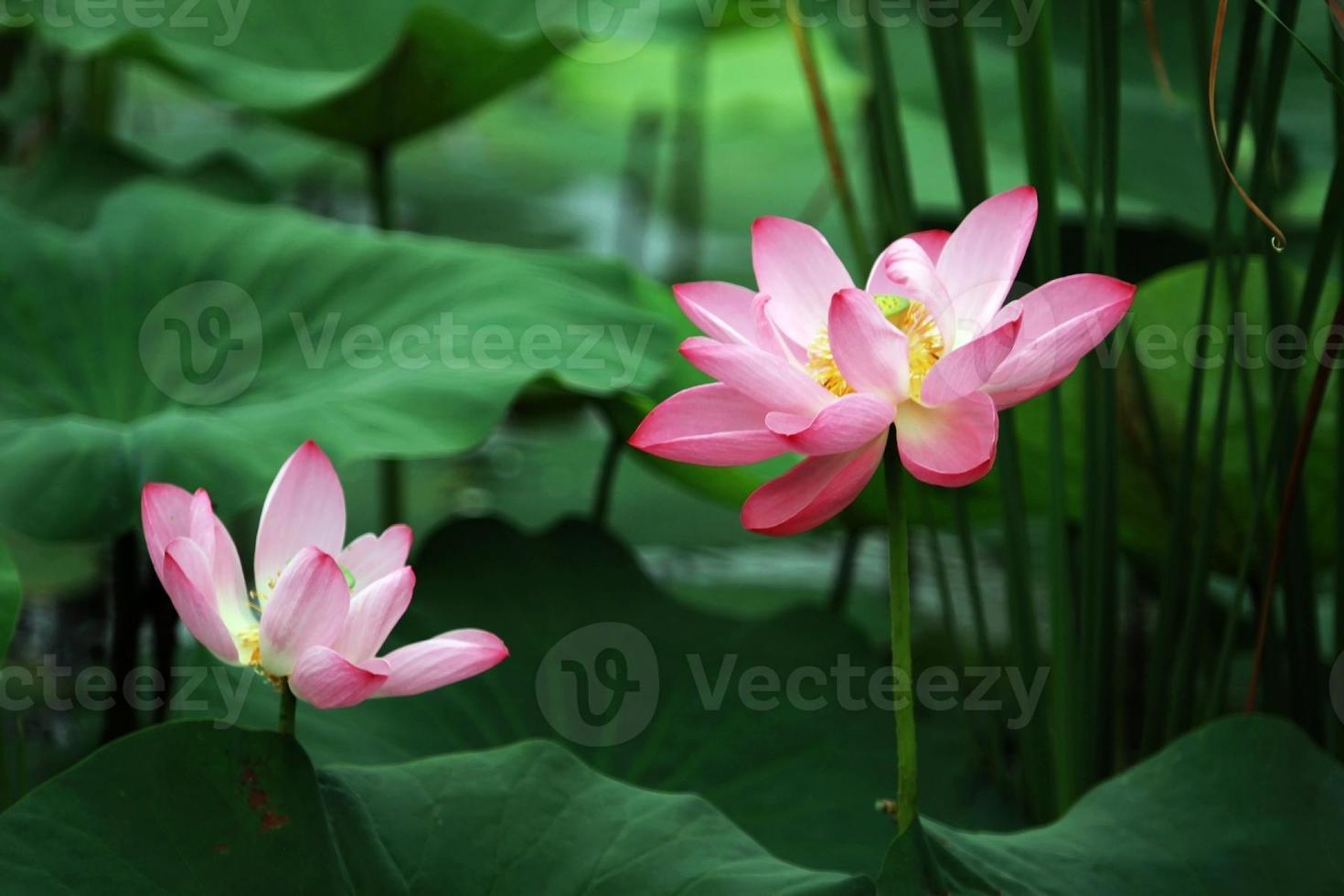 lotus mystique (nénuphar) photo