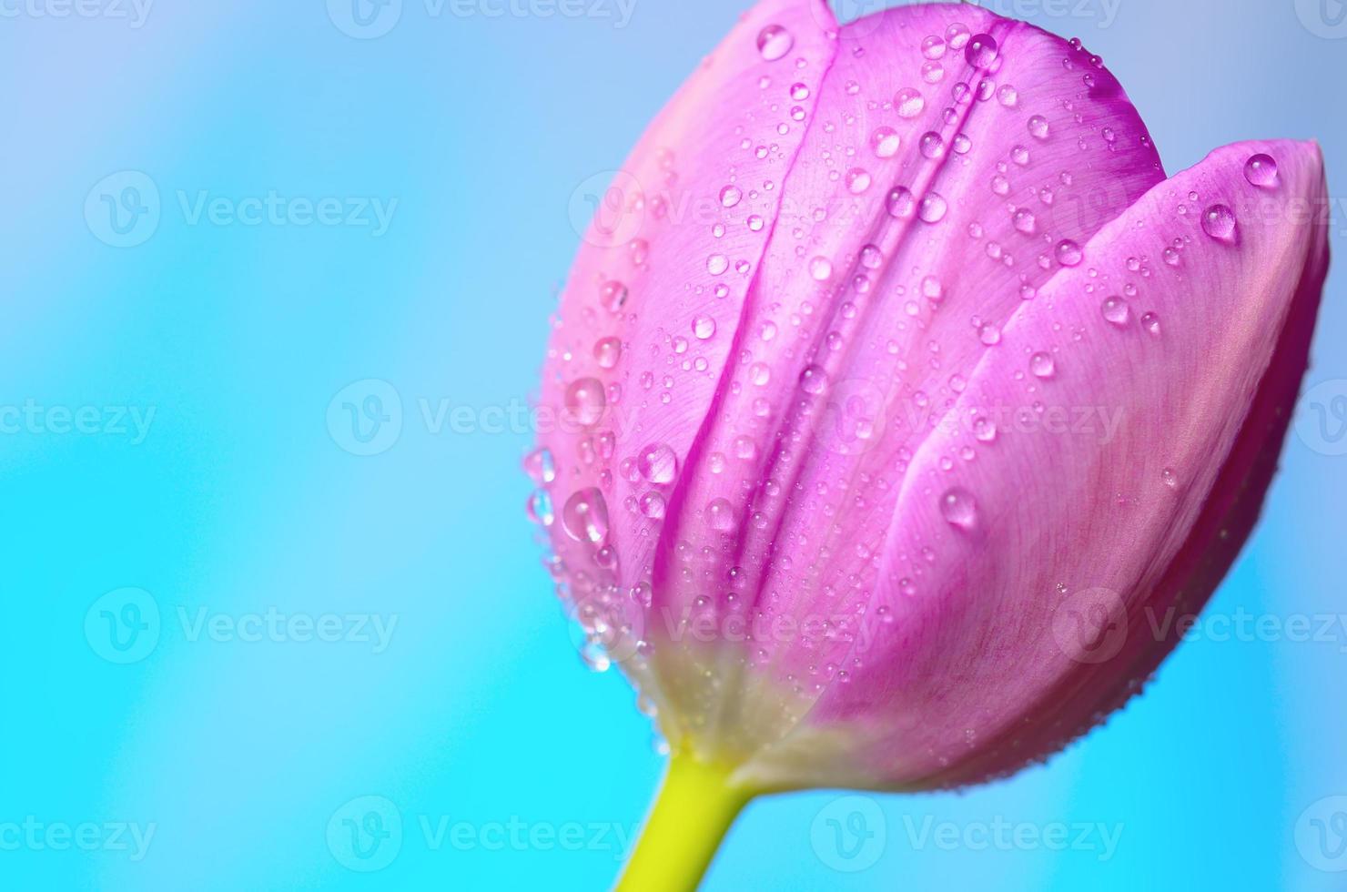 tulipes lilas avec des gouttes d'eau. photo