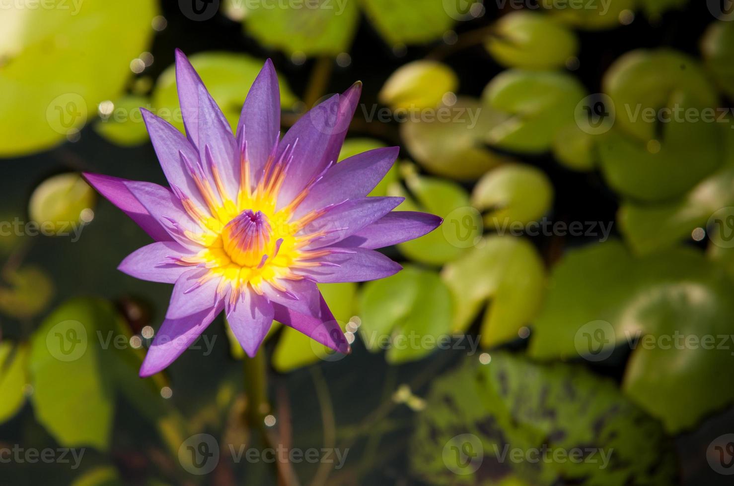 lotus photo