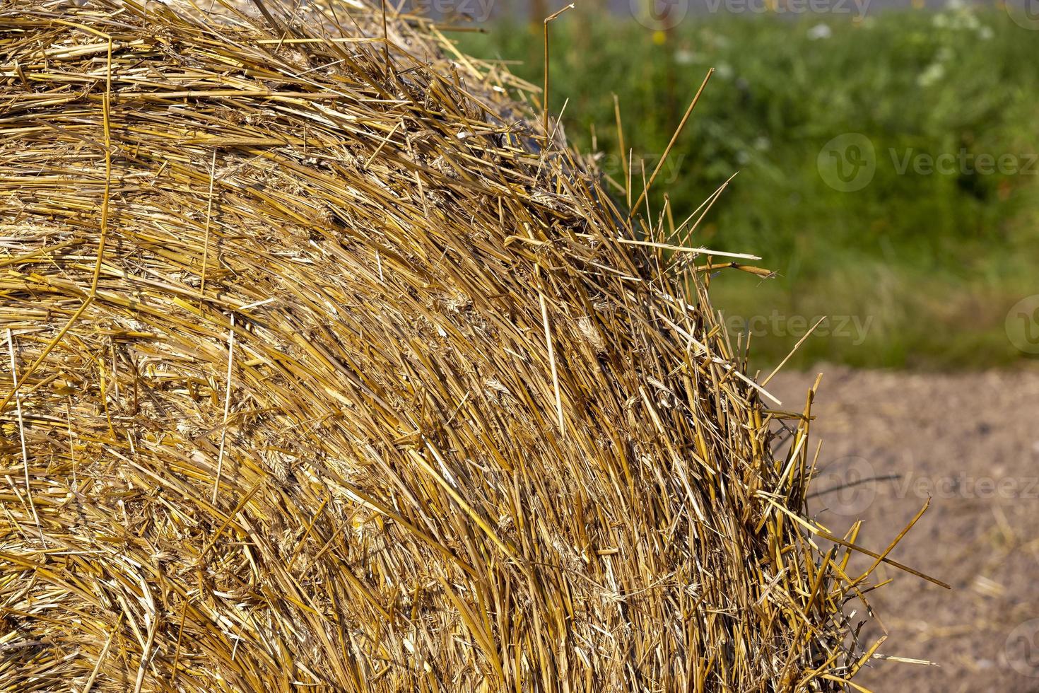 pile de paille après la récolte du grain dans le champ photo