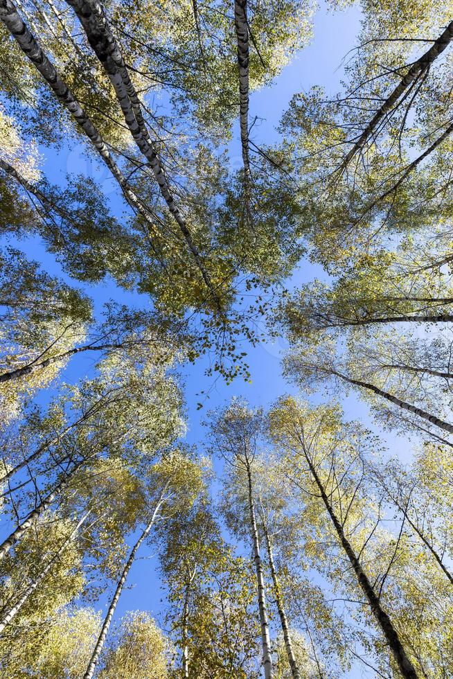 forêt de bouleaux avec des arbres au feuillage jaune et vert photo