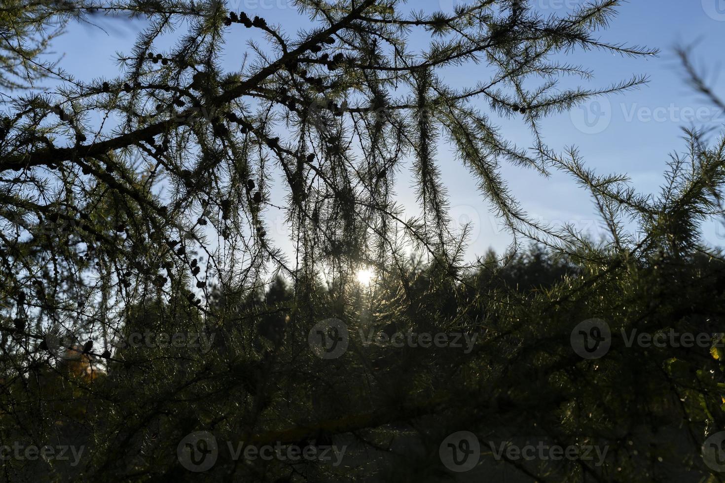 branches d'épinette avec aiguilles vertes par temps ensoleillé photo