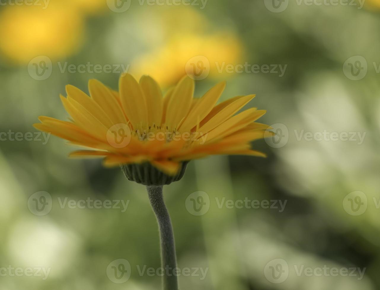 pissenlit marguerite barberton jaune . vue de côté . fermer photo