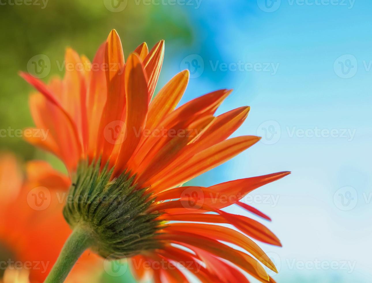 marguerite barberton orange de l'arrière photo