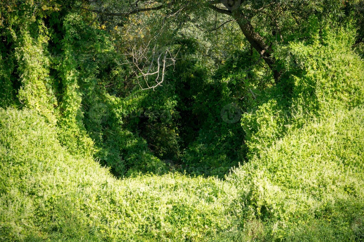 vigne feuillue dans la forêt photo