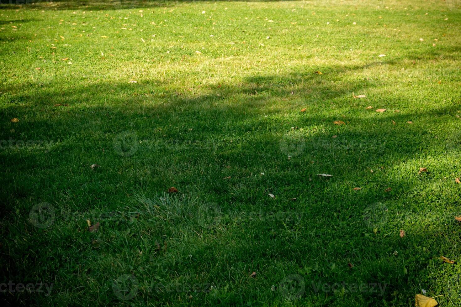 fond d'une herbe verte photo