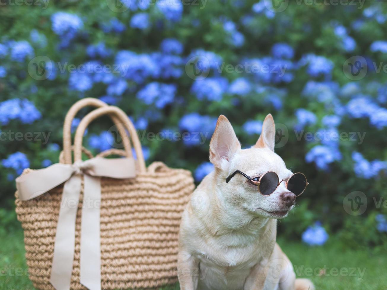 chien chihuahua brun portant des lunettes de soleil assis avec un sac de paille sur l'herbe verte dans le jardin, prêt à voyager. voyager en toute sécurité avec des animaux. photo