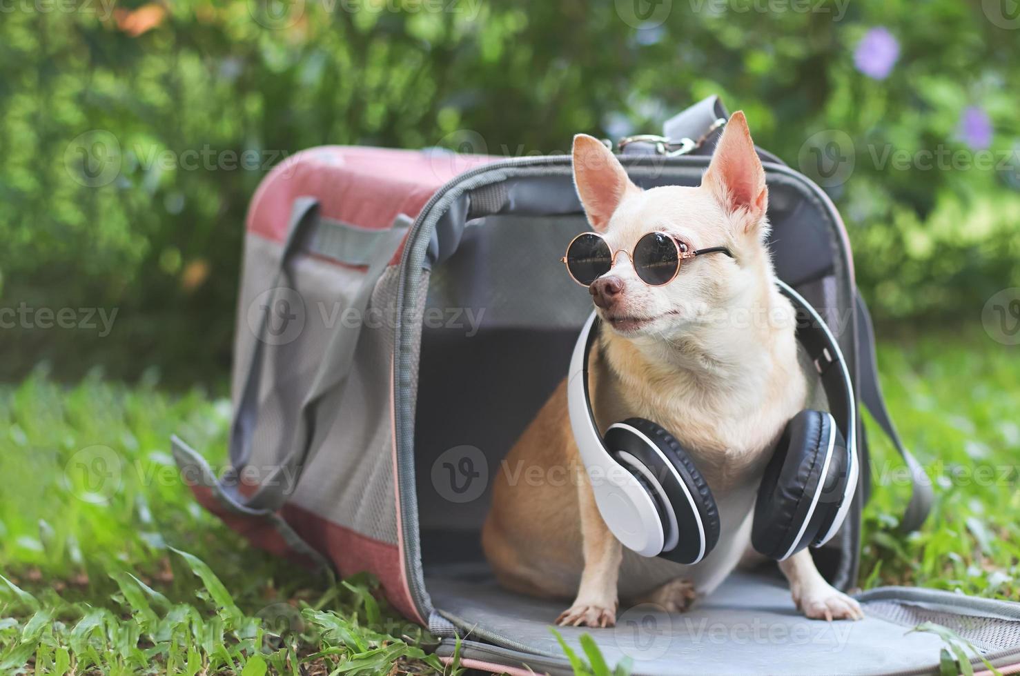 chien chihuahua brun portant des lunettes de soleil et des écouteurs autour du cou assis dans un sac de transport pour animaux de compagnie de voyageur en tissu rose sur l'herbe verte dans le jardin, prêt à voyager. voyager en toute sécurité avec des animaux. photo