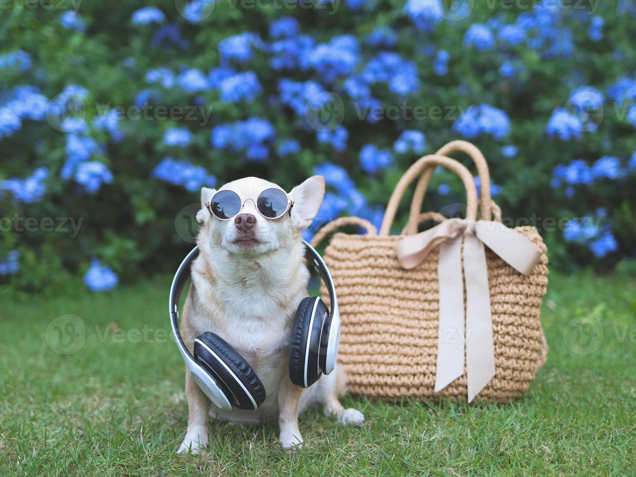 chien chihuahua brun portant des lunettes de soleil et des écouteurs autour du cou assis avec un sac de paille sur l'herbe verte dans le jardin avec des fleurs violettes, prêt à voyager. voyager en toute sécurité avec des animaux. photo