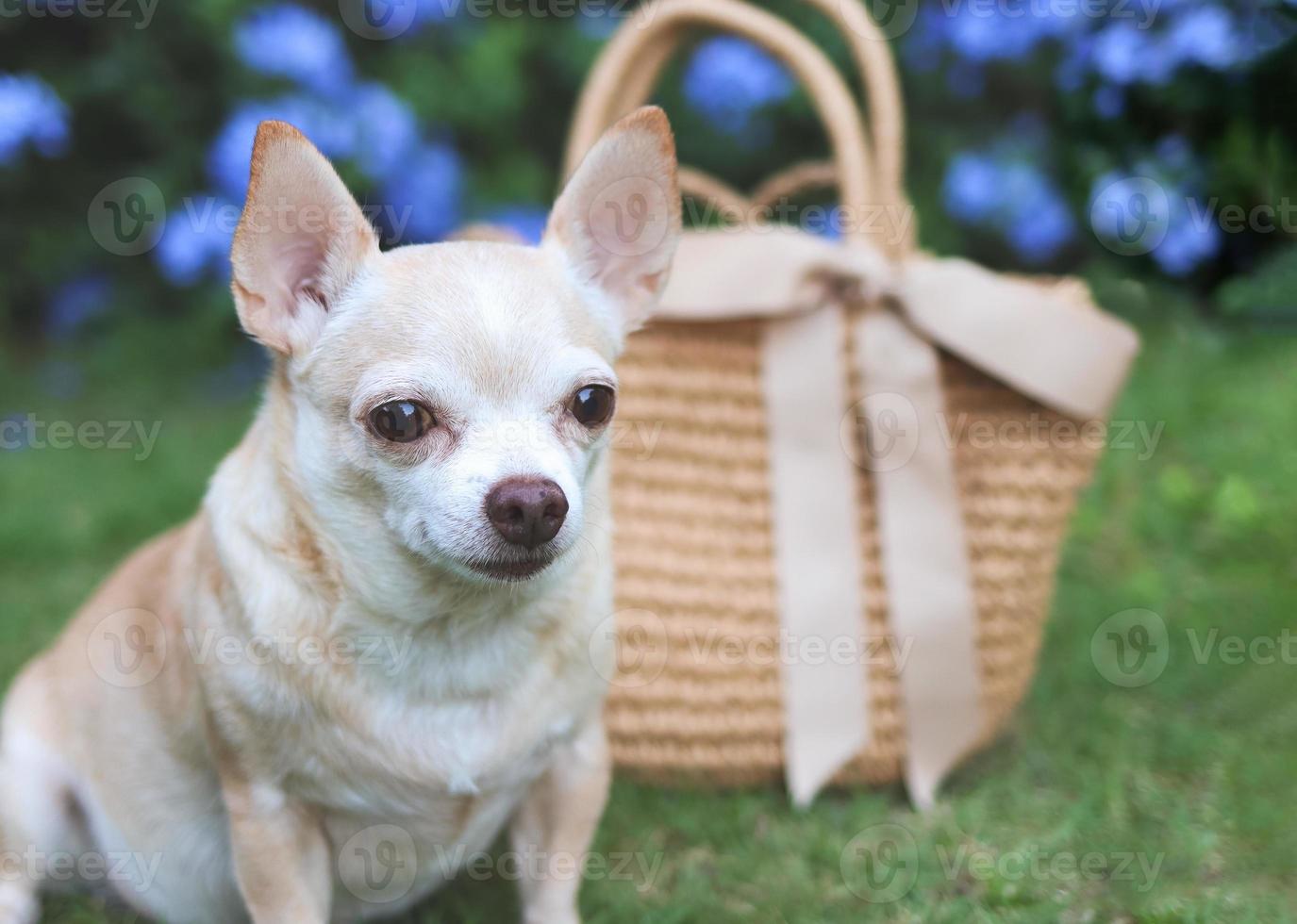 chien chihuahua brun assis avec un sac de paille sur l'herbe verte dans le jardin avec des fleurs violettes, prêt à voyager. voyager en toute sécurité avec des animaux. photo