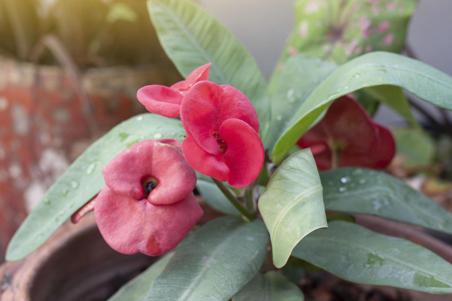 euphorbia milli rouge ou couronne d'épines fleurissent en pot dans le jardin. photo