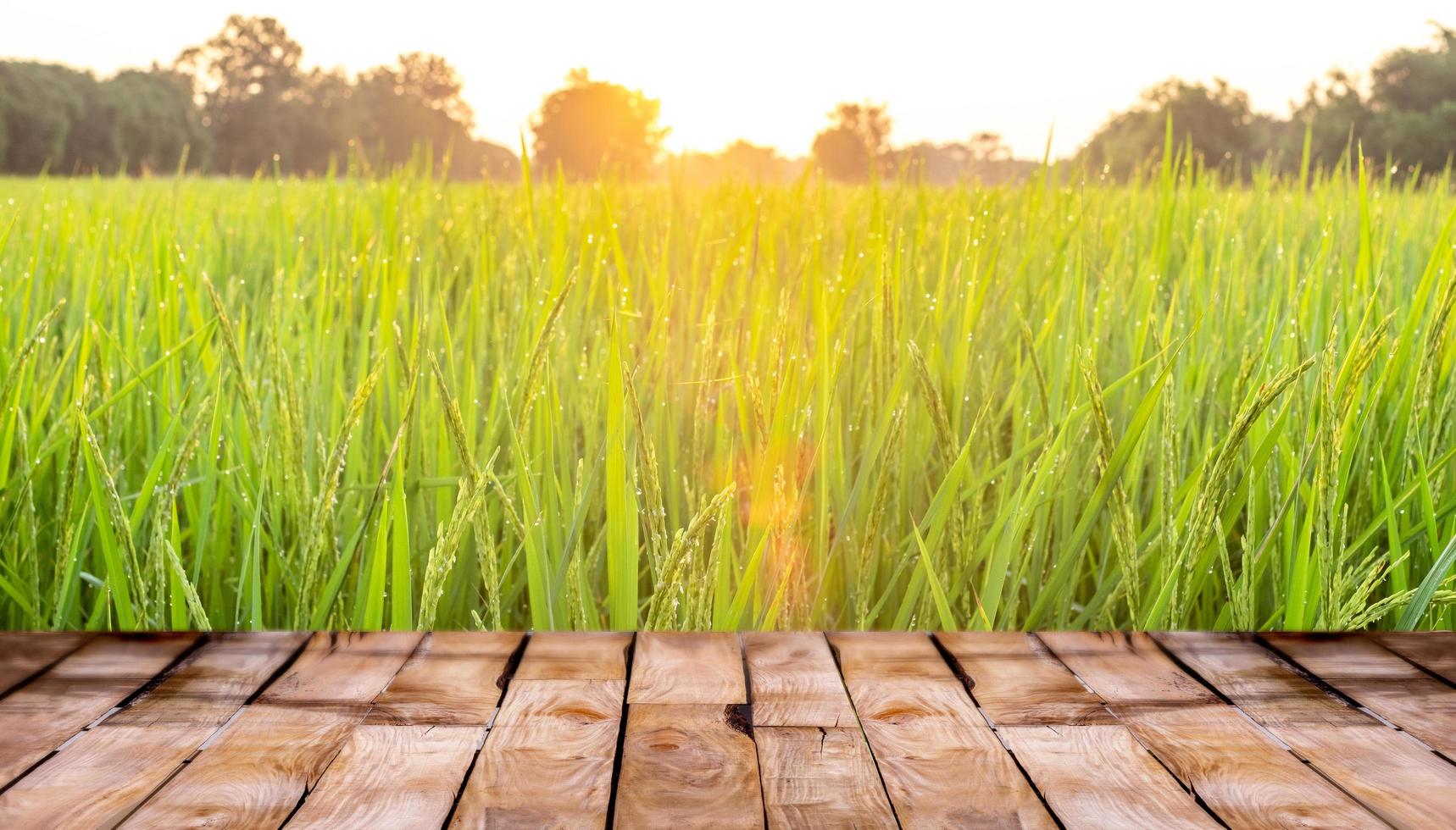 beau plancher en bois et fond de nature de champ de riz vert, fond de vitrine debout de produit agricole photo