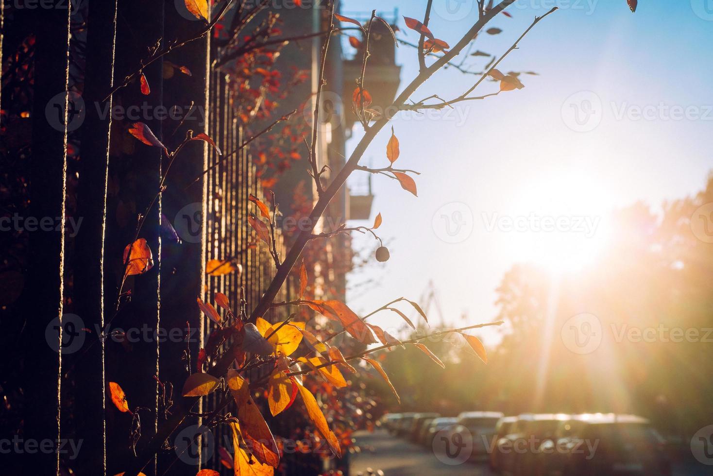 une branche d'un buisson avec des feuilles jaunes qui sortent à travers un treillis sur fond de soleil couchant photo