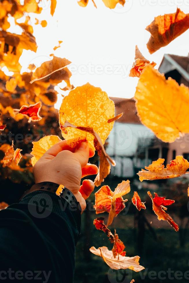 écorcher les feuilles en automne photo