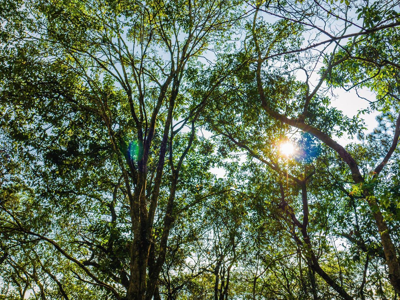 vue d'oeil de ver avec la lumière du soleil dans la forêt profonde photo