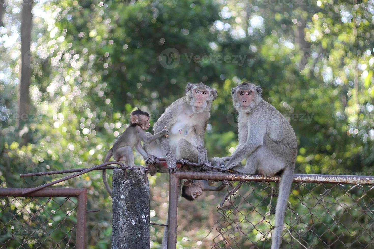 amour pur entre maman et bébé, maman singe et bébé singe. photo