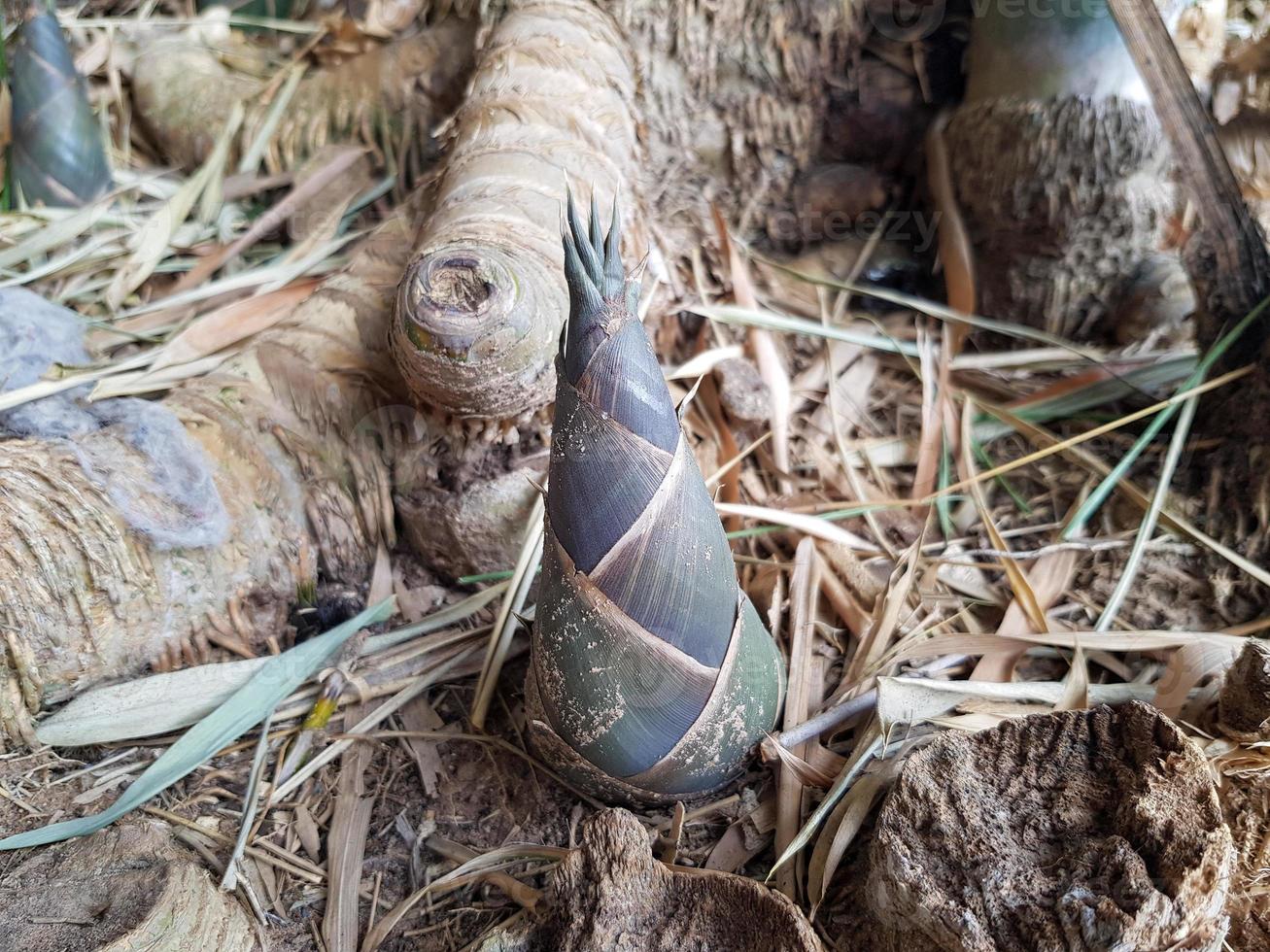 la pousse de bambou ou pousse de bambou qui pousse dans la forêt. photo