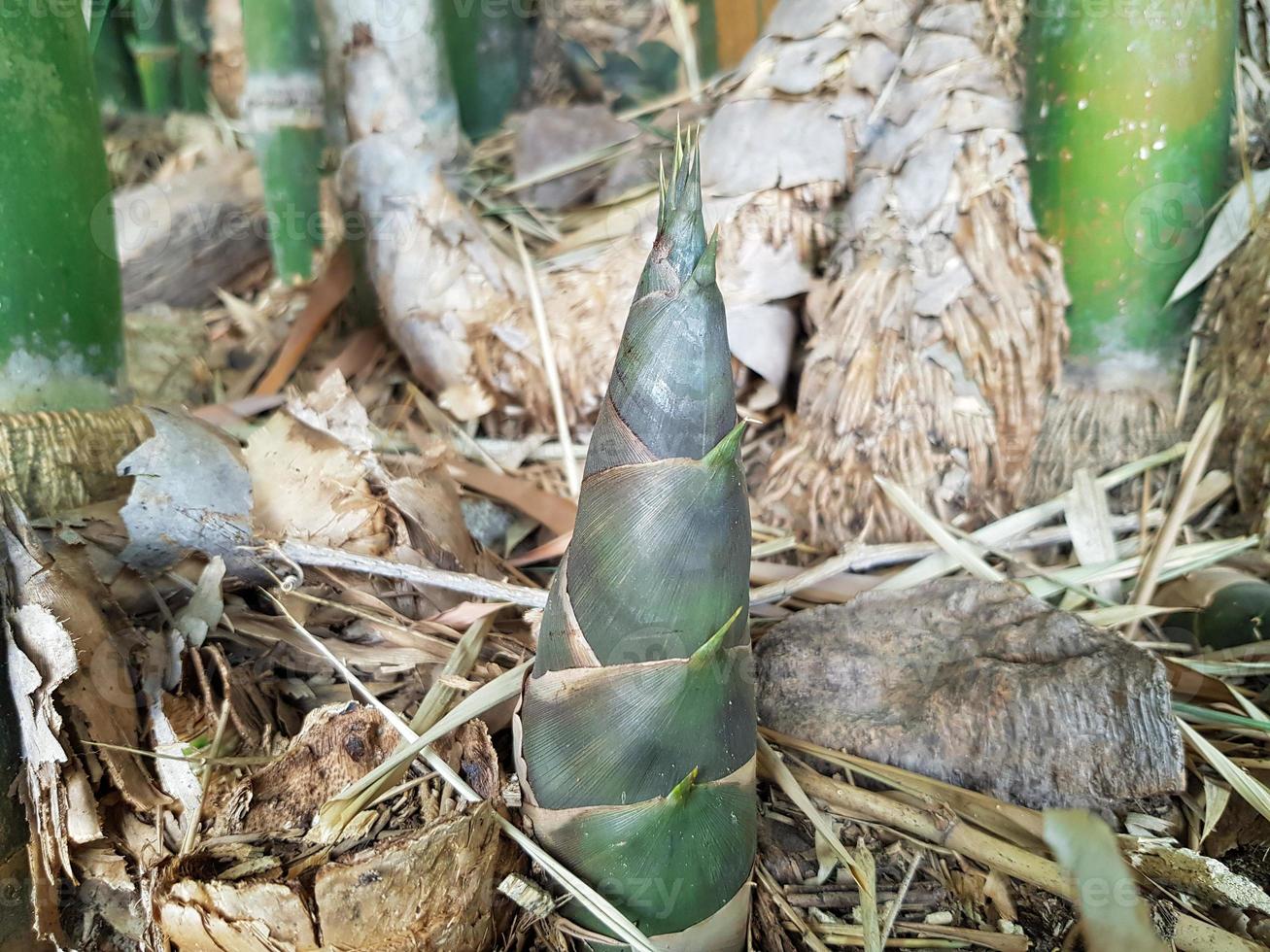 la pousse de bambou ou pousse de bambou qui pousse dans la forêt. photo