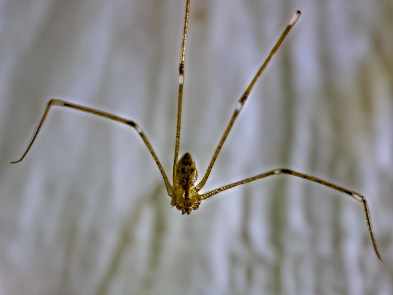 araignée à longues pattes de papa pholcus phalangioides ou araignée de grange à corps long photo