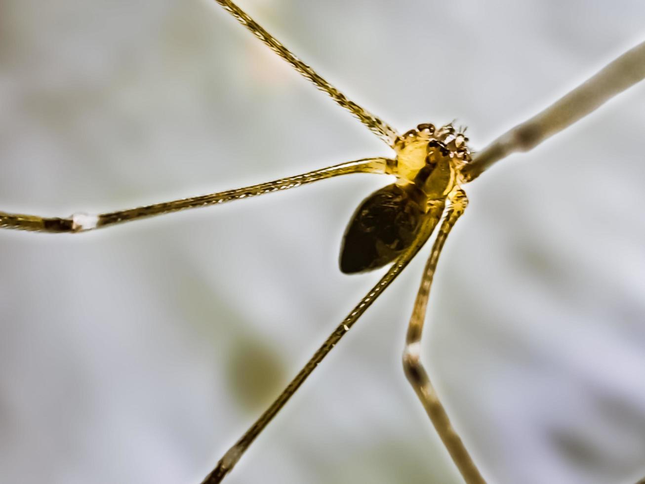araignée à longues pattes de papa pholcus phalangioides ou araignée de grange à corps long photo