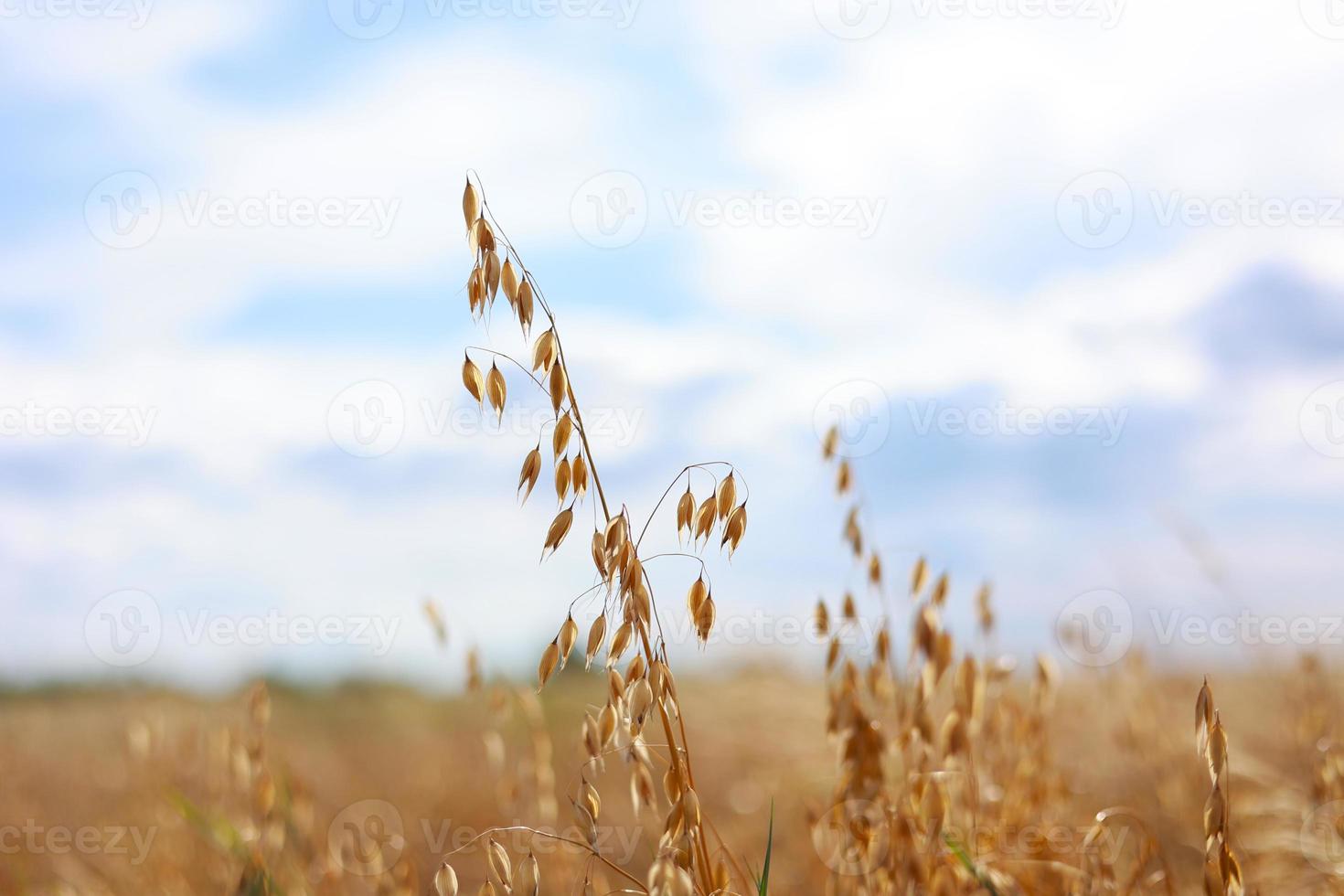 gros plan d'épis dorés mûrs de seigle, d'avoine ou de blé se balançant dans le vent léger sur fond de ciel dans le champ. la notion d'agriculture. le champ de blé est prêt pour la récolte. la crise alimentaire mondiale. photo