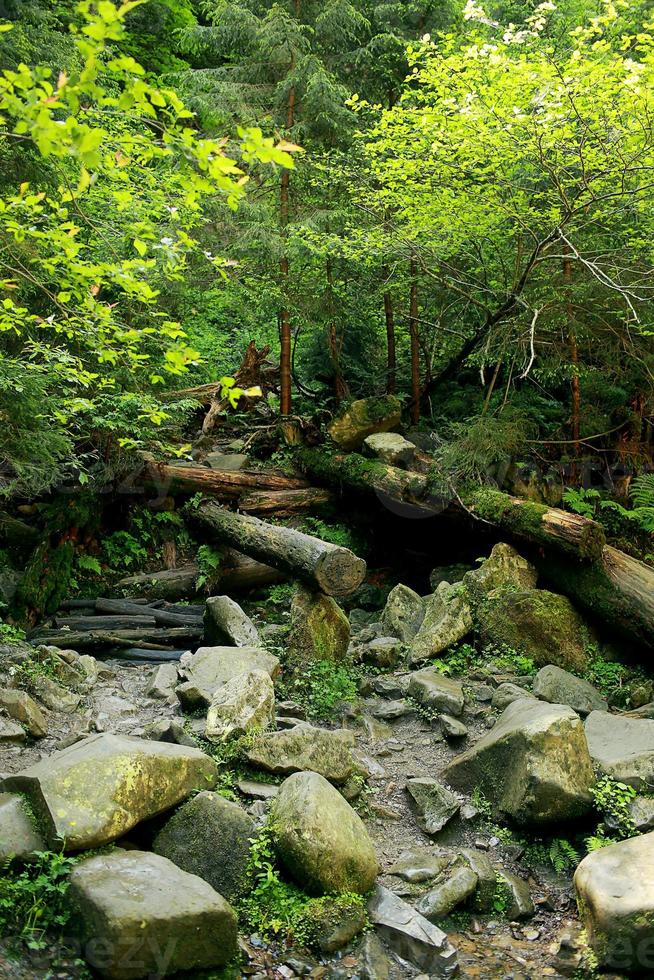 les rochers couverts de mousse et les arbres tombés une ancienne forêt. arbres tombés dans les bois recouverts de mousse photo