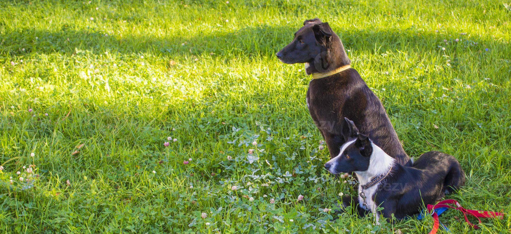 coup de tête de deux chiens de fond vert flou. vue de profil latérale photo