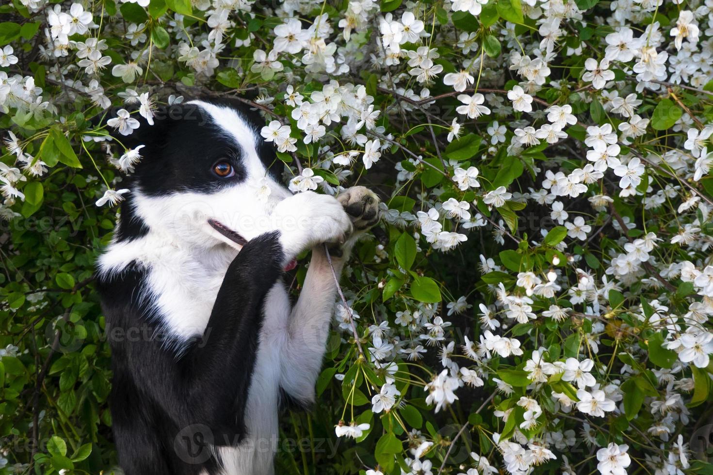 un chien heureux en fleurs. l'animal sourit. photo