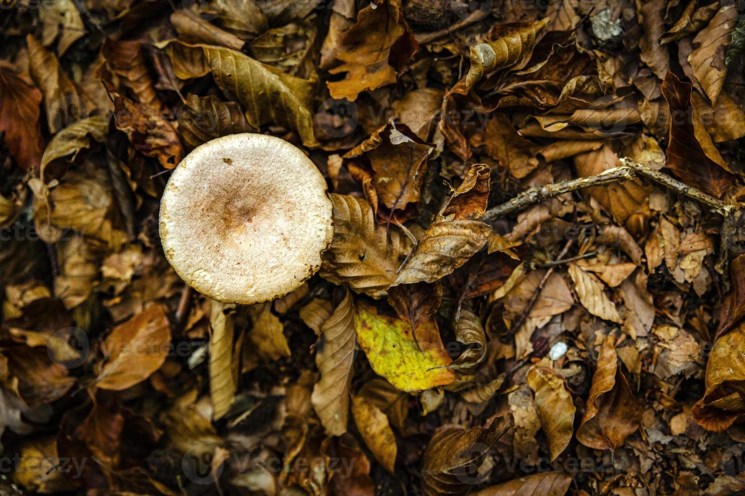 champignons vénéneux avec des feuilles de forêt photographiées d'en haut photo