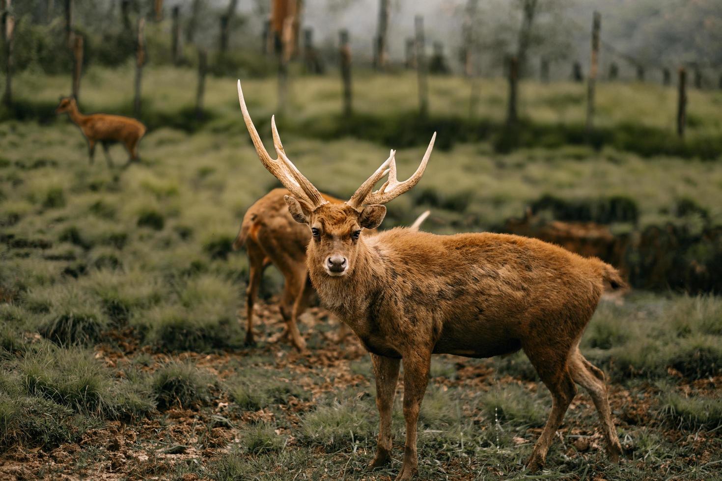 cerf sur l'herbe verte photo