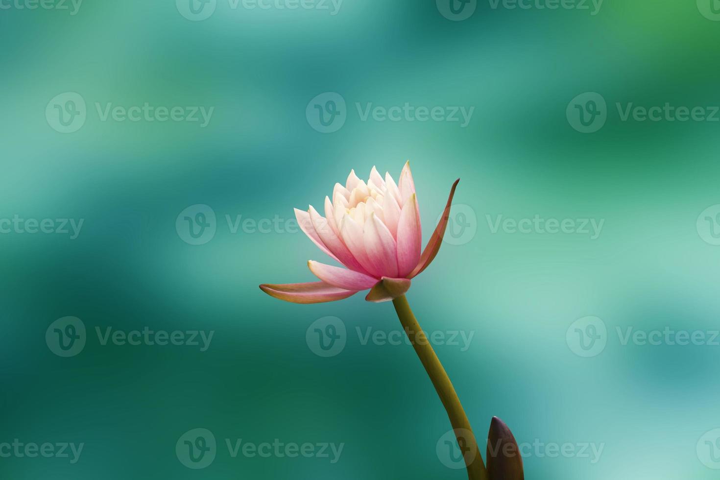Lotus blanc photo