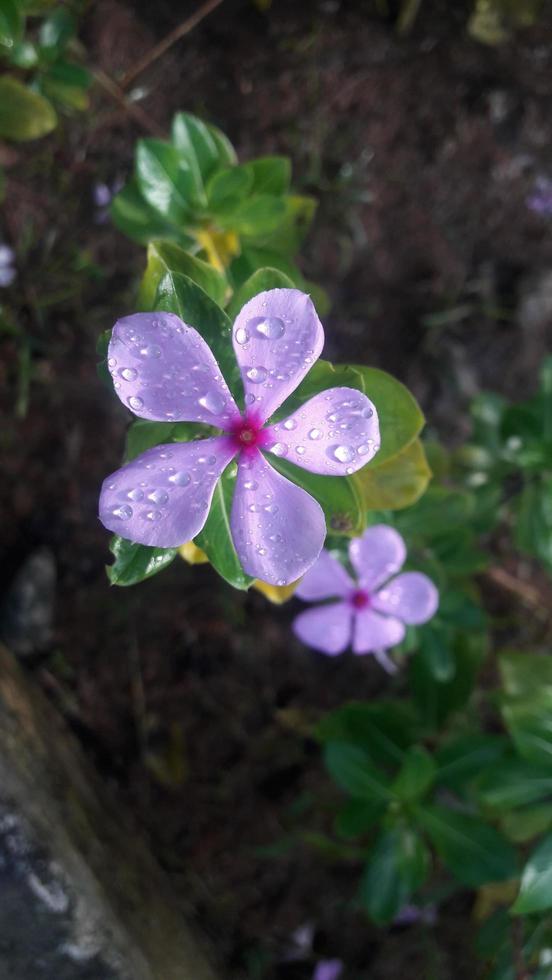 fleur de pervenche de madagascar sur une plante photo