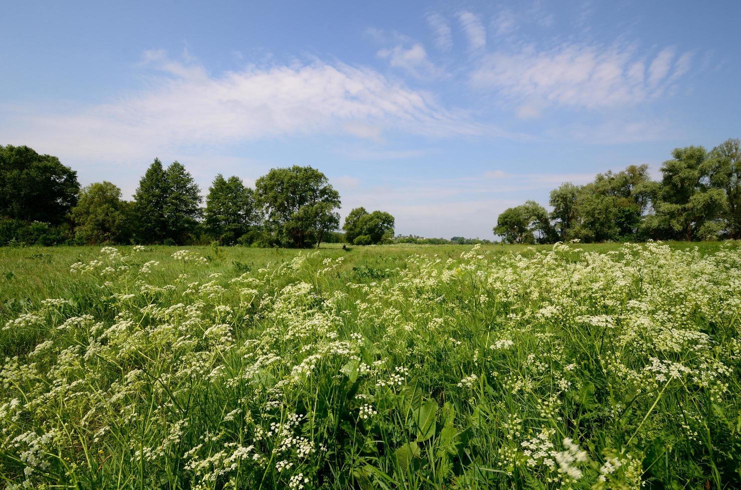 paysage herbeux fleuri photo