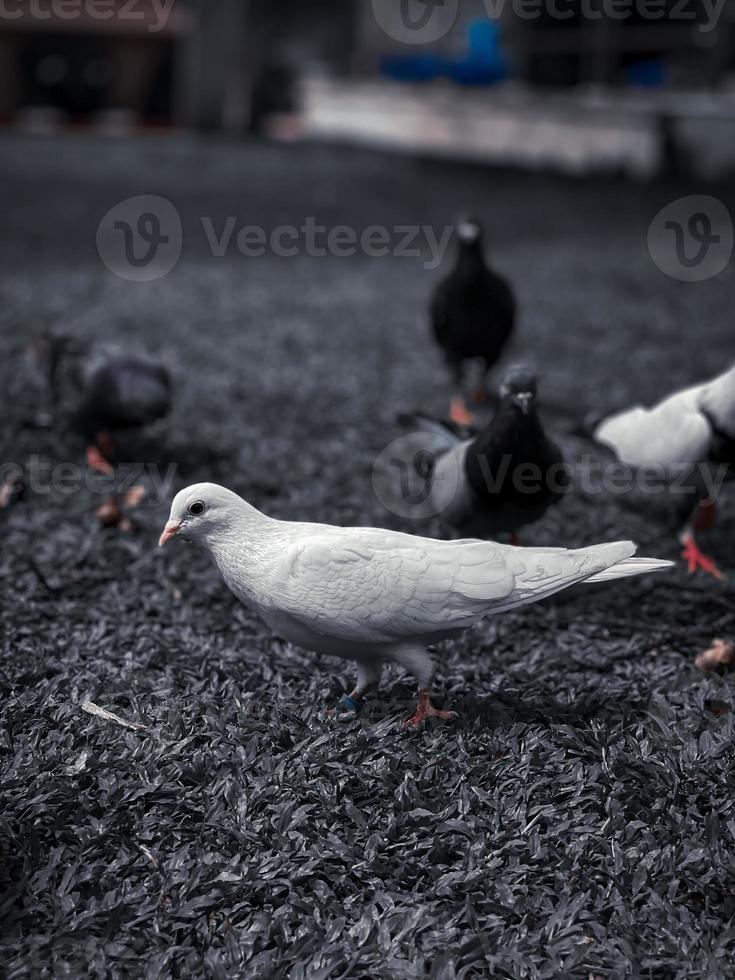 pigeon blanc dans le jardin. photo