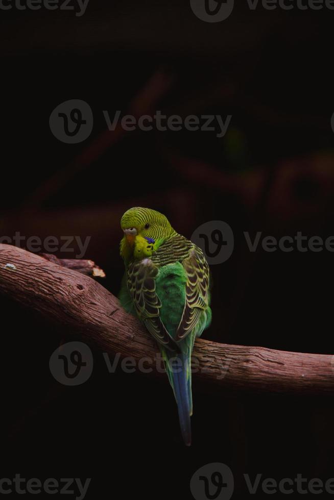 perruche seule assise sur une branche photo